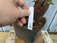 Load image into Gallery viewer, Chinese Elm #2