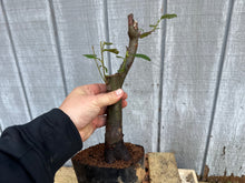 Load image into Gallery viewer, Chinese Quince #11