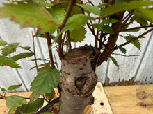 Load image into Gallery viewer, Zelkova, Japanese Grey Bark Elm #2