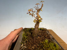 Load image into Gallery viewer, Kotohime Japanese Maple-005