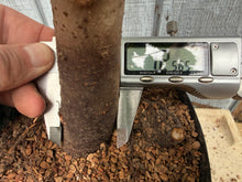 Load image into Gallery viewer, Zelkova, Japanese Grey Bark Elm #3