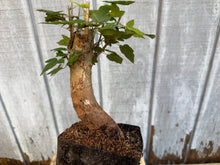 Load image into Gallery viewer, Trident Maple #1