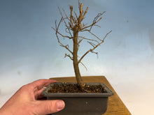 Load image into Gallery viewer, Zelkova, Japanese Grey Bark Elm 008