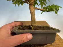 Load image into Gallery viewer, Trident Maple 012