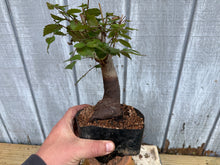 Load image into Gallery viewer, Zelkova, Japanese Grey Bark Elm #15