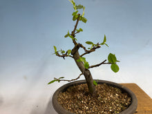 Load image into Gallery viewer, Chinese Quince 011
