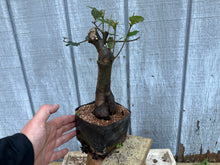 Load image into Gallery viewer, Chinese Quince #6