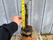 Load image into Gallery viewer, Chinese Quince #11