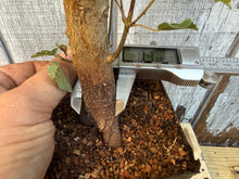 Load image into Gallery viewer, Trident Maple #5