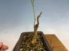 Load image into Gallery viewer, Japanese Wisteria 007