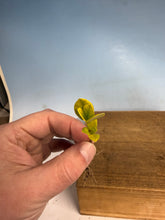 Load image into Gallery viewer, Japanese Gardenia Bare Root