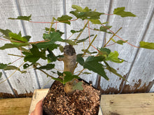Load image into Gallery viewer, Trident Maple #2