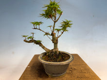 Load image into Gallery viewer, Kotohime Japanese Maple-007 Var. Dwarf Goshiki