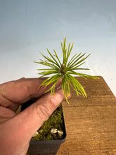 Load image into Gallery viewer, Japanese Black Pine