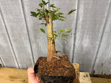 Load image into Gallery viewer, Trident Maple #13