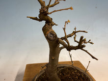 Load image into Gallery viewer, Chinese Quince 006