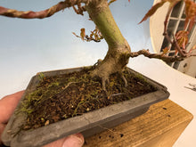 Load image into Gallery viewer, Japanese Maple 003