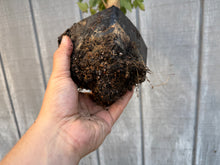 Load image into Gallery viewer, Trident Maple #9