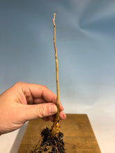 Load image into Gallery viewer, Chinese Blue Wisteria Bare Root