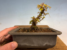Load image into Gallery viewer, Kotohime Japanese Maple-001