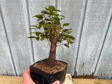 Load image into Gallery viewer, Zelkova, Japanese Grey Bark Elm #3