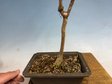 Load image into Gallery viewer, Japanese Wisteria 006