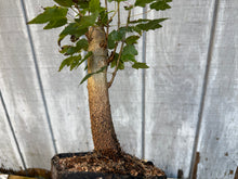 Load image into Gallery viewer, Trident Maple #9