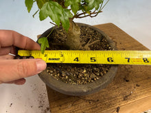 Load image into Gallery viewer, Trident Maple 026