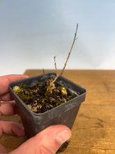 Load image into Gallery viewer, Japanese Pomegranate