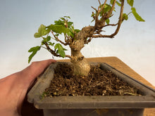 Load image into Gallery viewer, Trident Maple 018