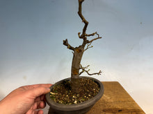 Load image into Gallery viewer, Chinese Quince 003