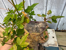 Load image into Gallery viewer, Trident Maple #38