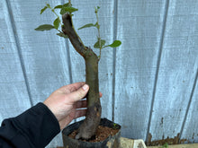 Load image into Gallery viewer, Chinese Quince #5