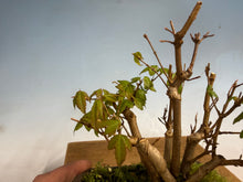 Load image into Gallery viewer, Trident Maple-Shohin Clump 002