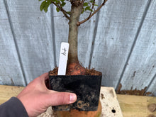 Load image into Gallery viewer, Zelkova, Japanese Grey Bark Elm #4