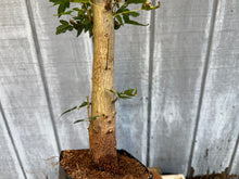 Load image into Gallery viewer, Trident Maple #22