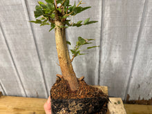 Load image into Gallery viewer, Trident Maple #13