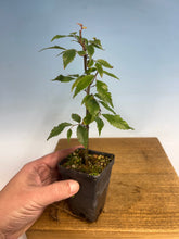 Load image into Gallery viewer, Zelkova