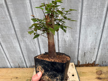 Load image into Gallery viewer, Zelkova, Japanese Grey Bark Elm #3