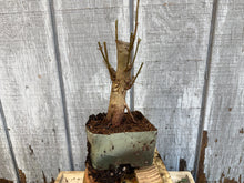 Load image into Gallery viewer, Trident Maple #10