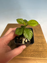 Load image into Gallery viewer, Princess Persimmon-Large