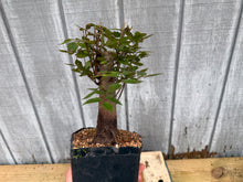 Load image into Gallery viewer, Zelkova, Japanese Grey Bark Elm #1