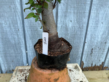 Load image into Gallery viewer, Zelkova, Japanese Grey Bark Elm #20