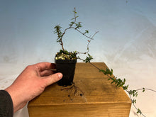 Load image into Gallery viewer, Chirimen Star Asian Jasmine 5-6 yrs old