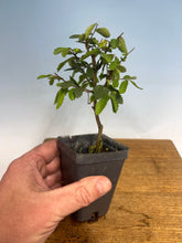 Load image into Gallery viewer, Chinese Elm