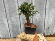 Load image into Gallery viewer, Zelkova, Japanese Grey Bark Elm #12
