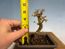 Load image into Gallery viewer, Kotohime Japanese Maple-002