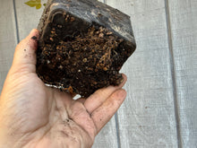 Load image into Gallery viewer, Trident Maple #5