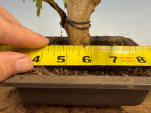 Load image into Gallery viewer, Trident Maple 023