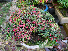 Load image into Gallery viewer, Chirimen Star Asian Jasmine 5-6 yrs old